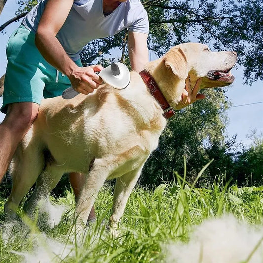 Tangle-Free Grooming with a Steam Brush